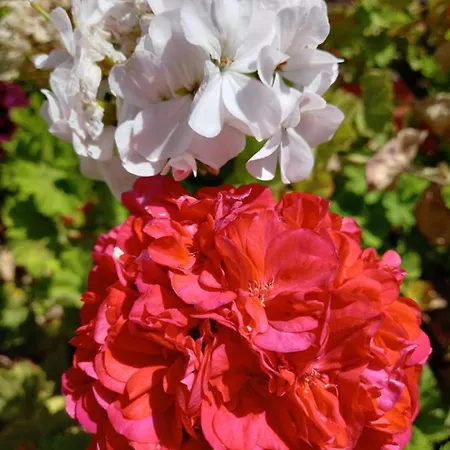 بيت ضيافة Chabela's Water 4*