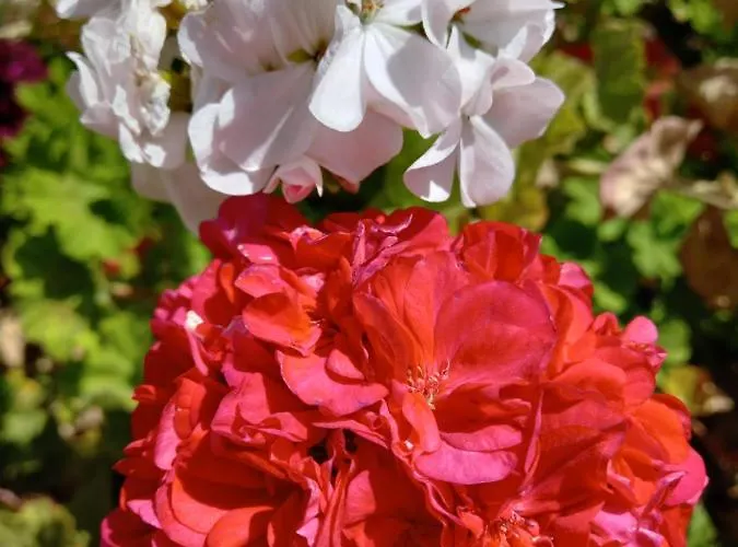 Konukevi Chabela's Water 4*